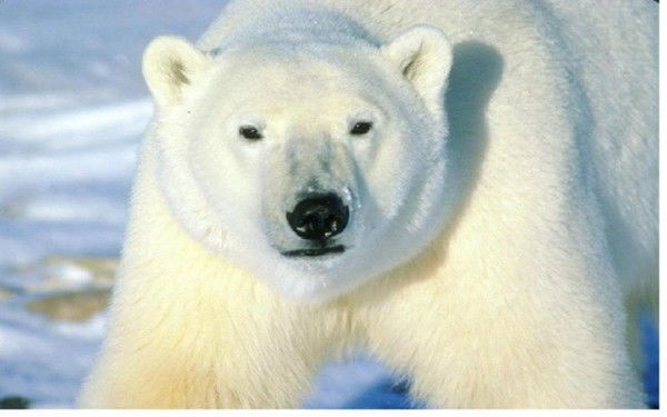 Роман Буркадзе