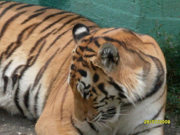 Александр Панин