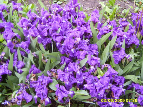 Татьяна Пак