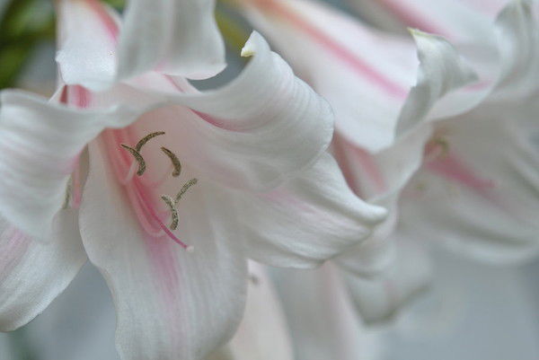 Кулдар Есебаева