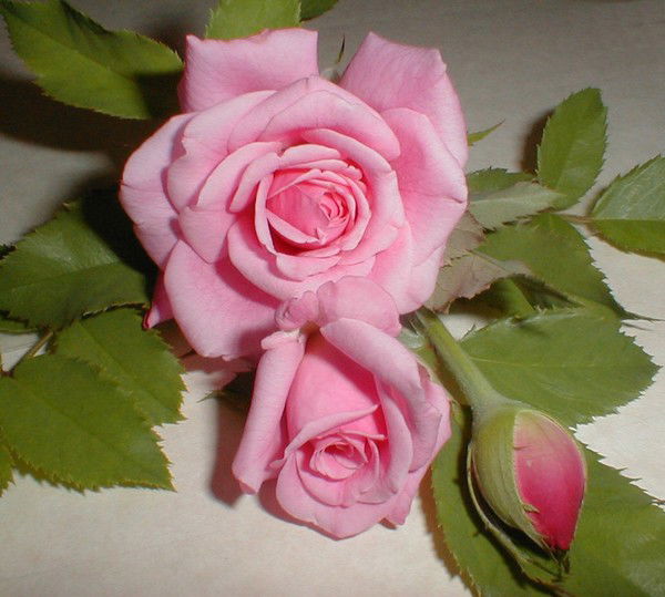 Татьяна Мамичева