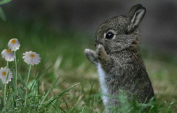 Сергей Погорелов