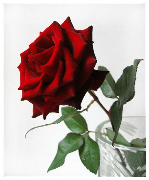 Галина Волкова