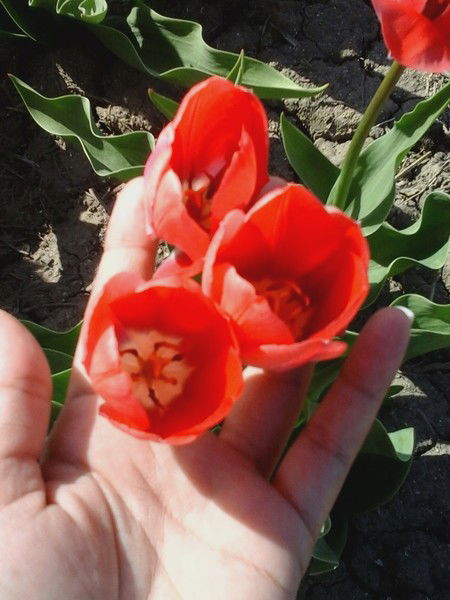 Надежда Фёдорова