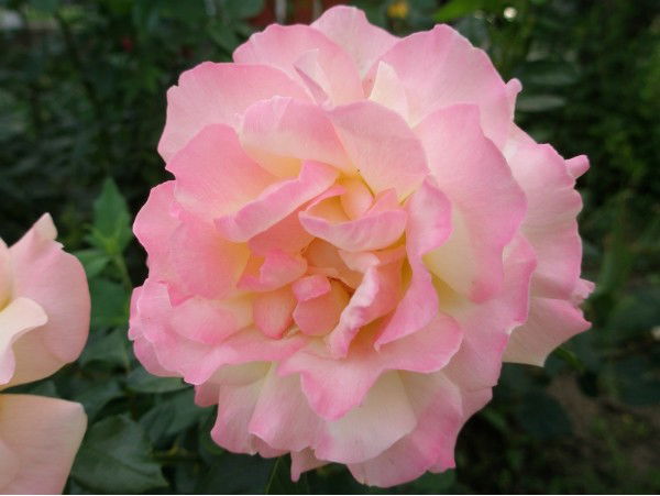 Татьяна Овчинникова