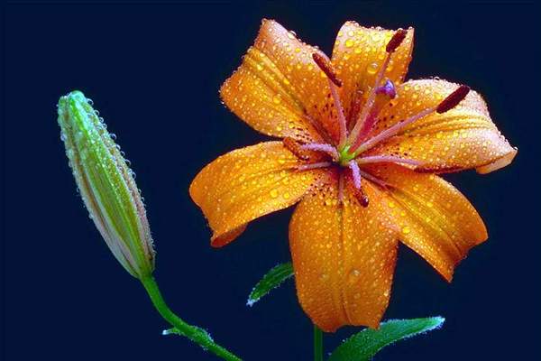 Нина Лоскутникова