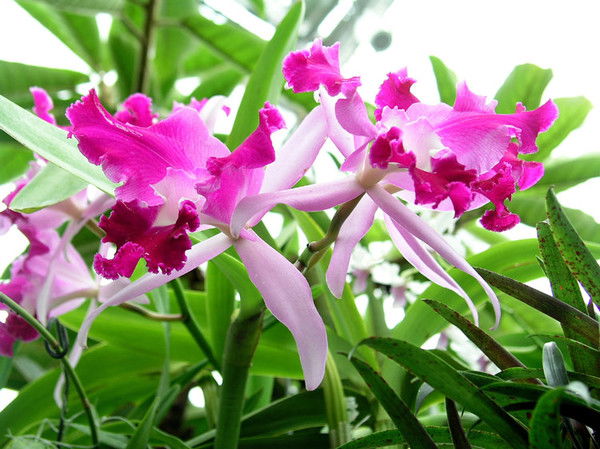 Сэсэга Доржиева