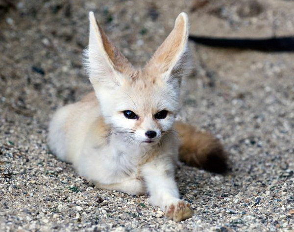 Ольга Ольга