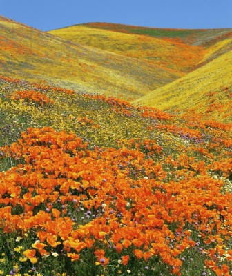 Оздоровительный Лагерь Казачок