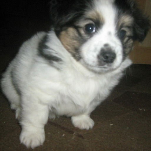 Анатолий Богиня