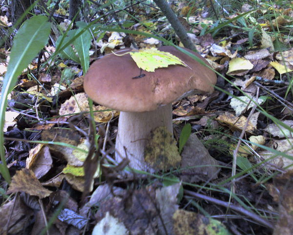 Ольга Морозова