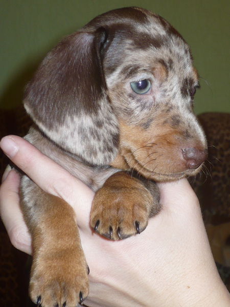 Марианна Дарий