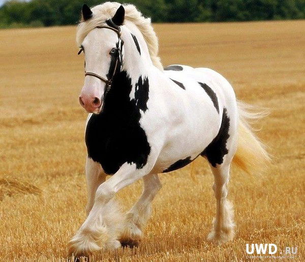 Астраханка. Вет. Инспекция