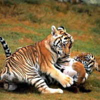 Дмитрий Соколов