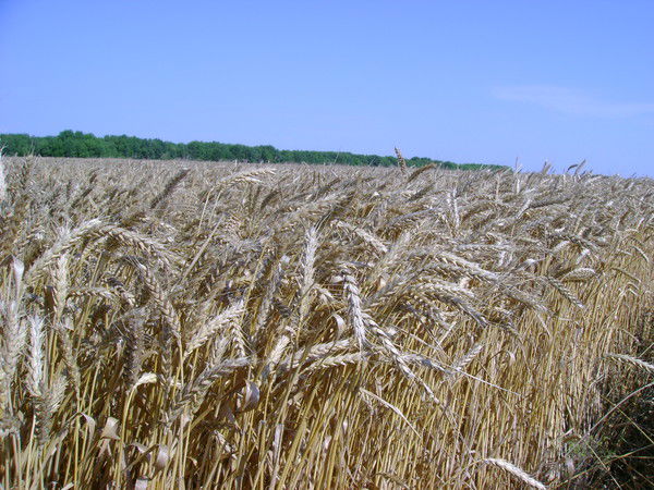 Виктор Харечко