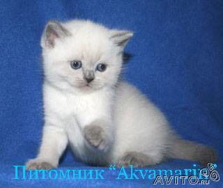 Ирина Шляхова