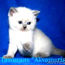 Ирина Шляхова