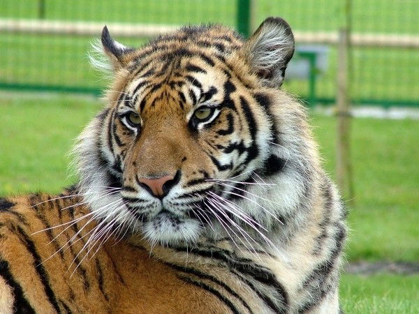 Руслан Зарипов