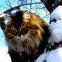 Кудрявцева Елена