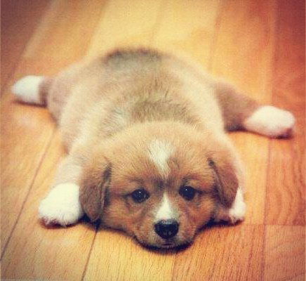 Ветпомощь Ветклиника