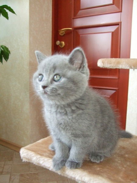 Петр Трофимов