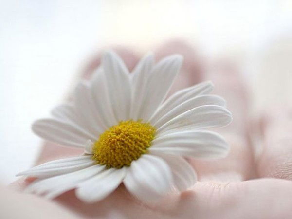 Елена Кривоносова (Люлько)