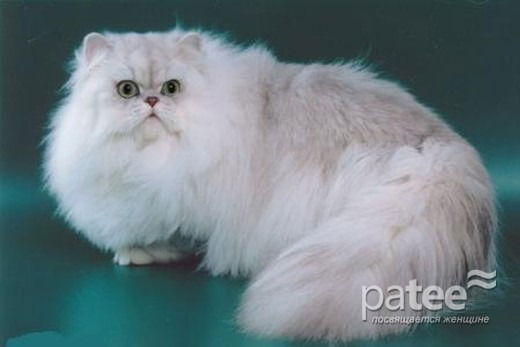 Александр Новиков