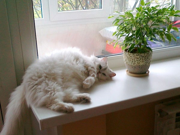 Андрей Тушканов