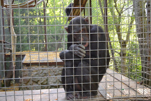 Дима Хорошев