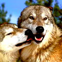 Ариф Гюльбалаев