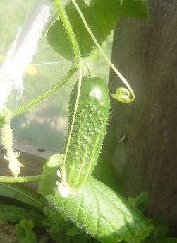 Мария Семенова