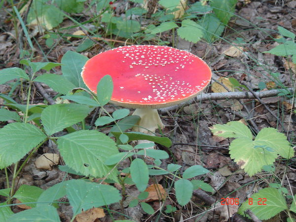 Юрий Ярышев