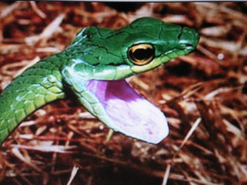 Ольга Мазурова