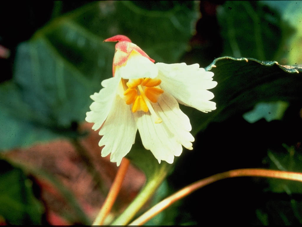 Анастасия _