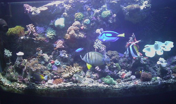 Олег Скрипников