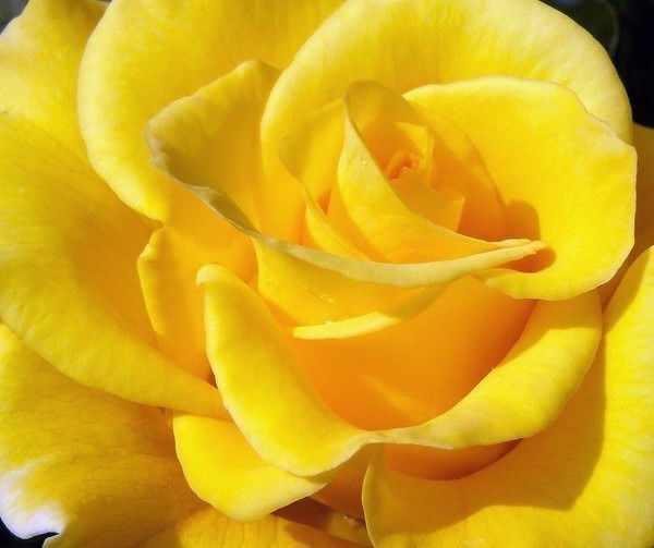 Камиева Динара