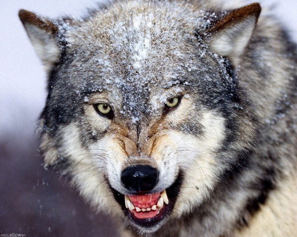 Александр Володин