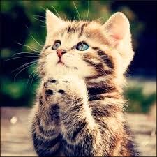 Торэкс Торэкс