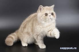 Елена Грицевец