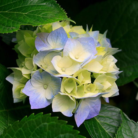 Юлия Воловик