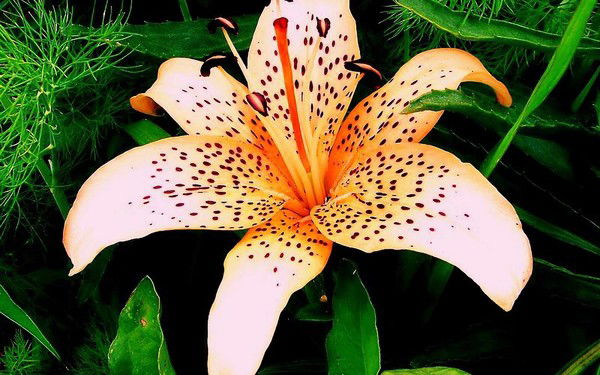 Лола Медвдева