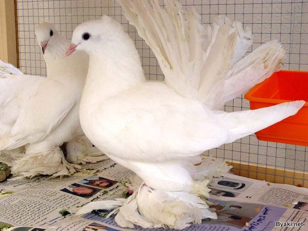 Мурат Жакасов