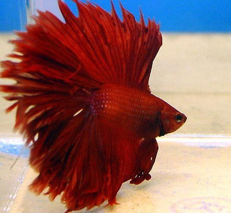 Ольга Щукина