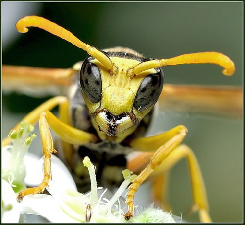 Евгений Монастырёв
