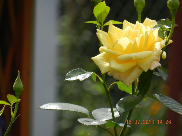 Данилова Ирина