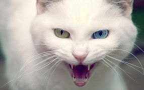 Елена Дорошева