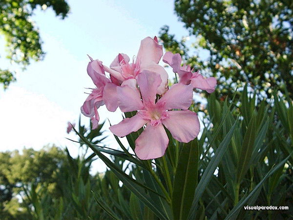 Рушания Ахметханова