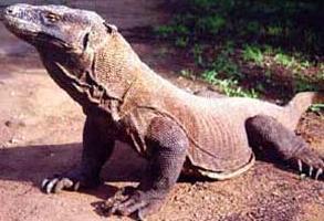 Алексей Немцов