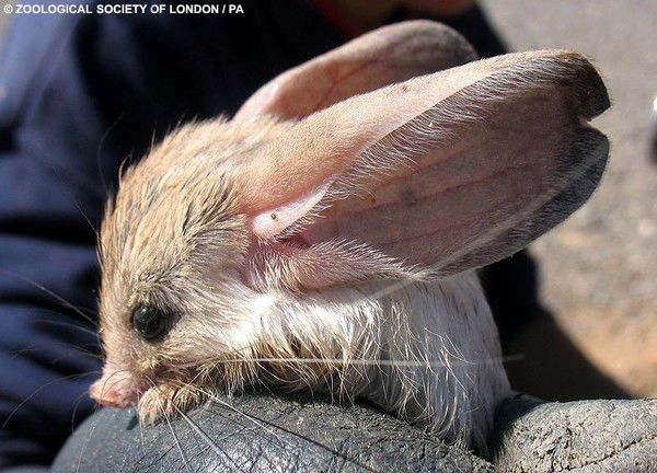 Елена Баранова