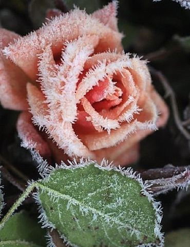 Кто Я Сама Знаю